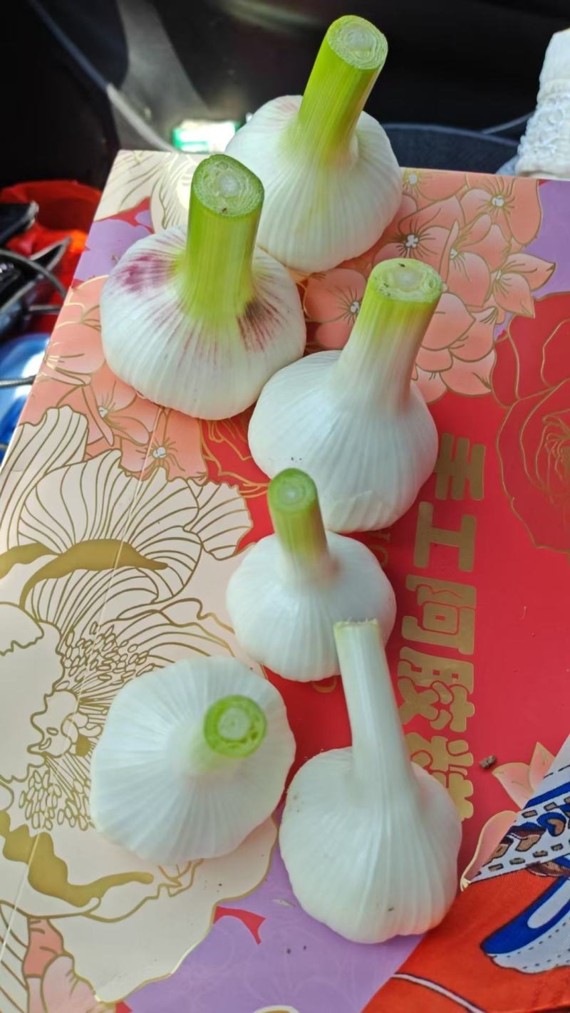 【自家种植-价格可协商】金乡大蒜紫皮蒜品质保障
