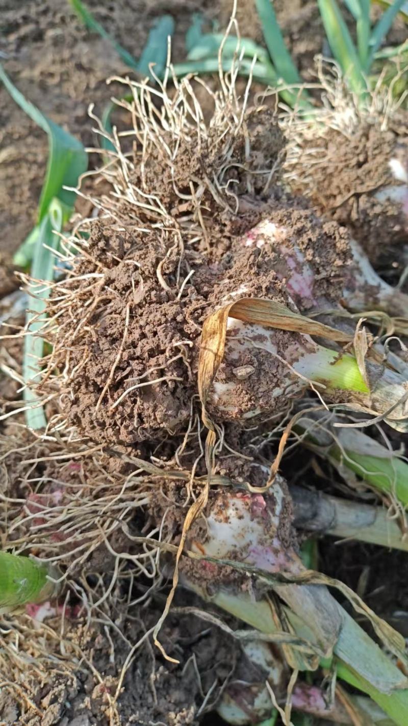 【自家种植-价格可协商】金乡大蒜紫皮蒜品质保障