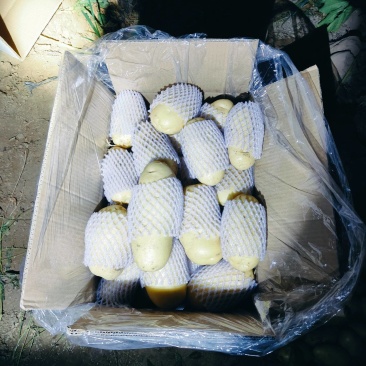 滕州冷库土豆货源充足质量保证需要来的联系