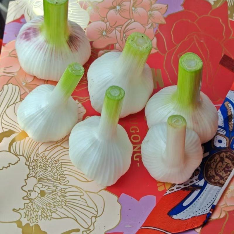 【诚信经营-价格可协商】紫皮蒜蒜头把蒜自家种植