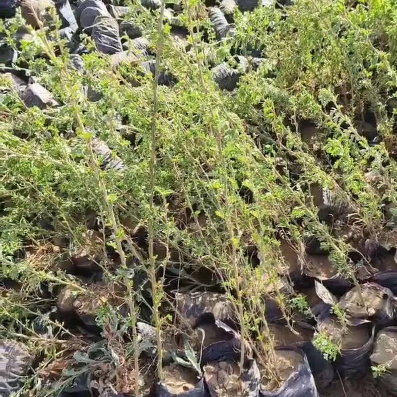 销售各类苗木