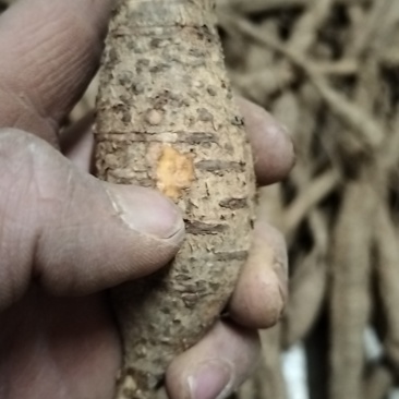 野生牛大力黑牛又老又甜，泡酒**选择。牛大力挖呀挖呀挖。