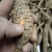 野生牛大力黑牛又老又甜，泡酒**选择。牛大力挖呀挖呀挖。
