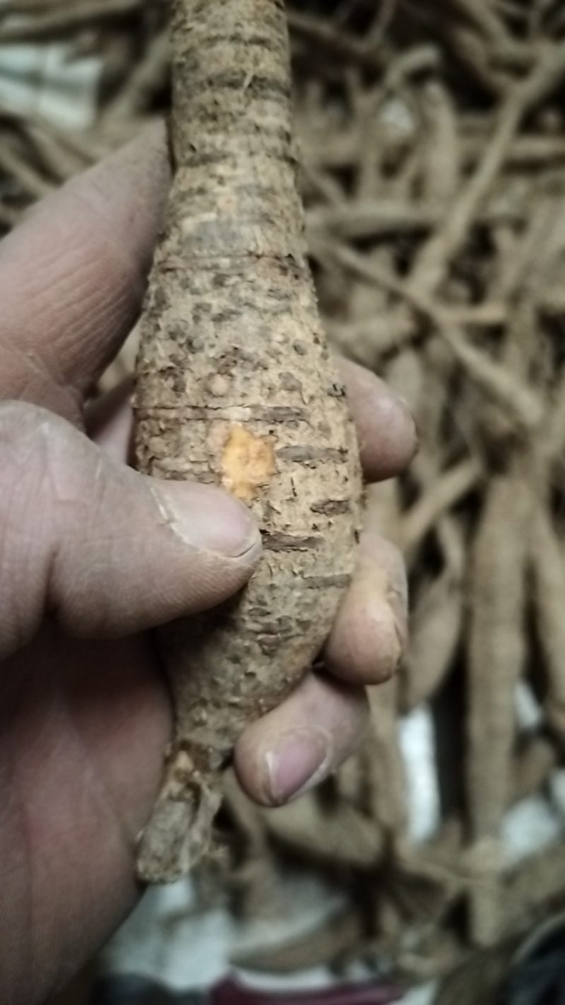 野生牛大力黑牛又老又甜，泡酒**选择。牛大力挖呀挖呀挖。
