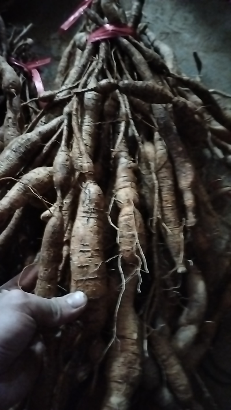 野生牛大力黑牛又老又甜，泡酒**选择。牛大力挖呀挖呀挖。