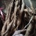 野生牛大力黑牛又老又甜，泡酒**选择。牛大力挖呀挖呀挖。