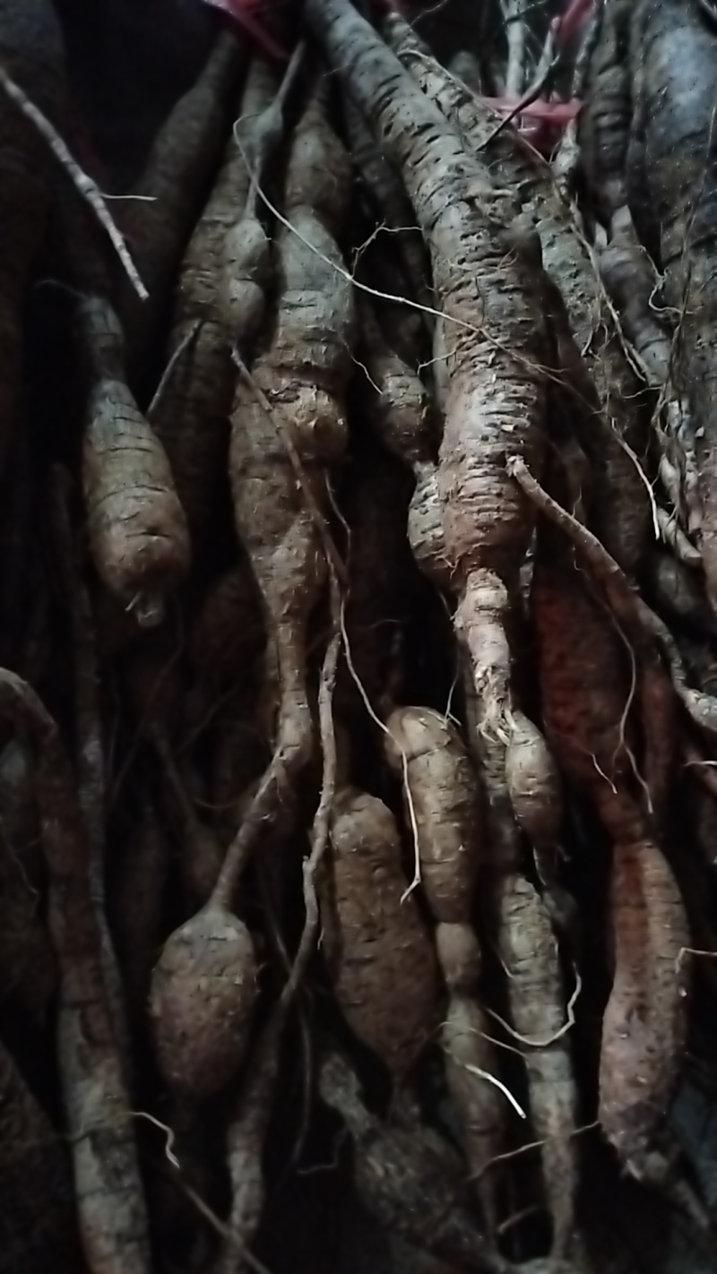野生牛大力黑牛又老又甜，泡酒**选择。牛大力挖呀挖呀挖。