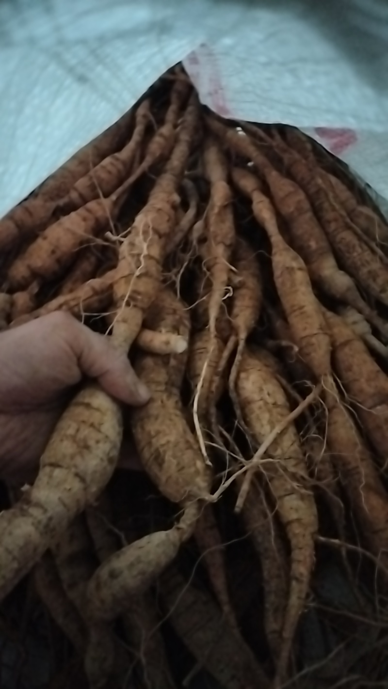 野生牛大力黑牛又老又甜，泡酒**选择。牛大力挖呀挖呀挖。