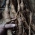 野生牛大力黑牛又老又甜，泡酒**选择。牛大力挖呀挖呀挖。
