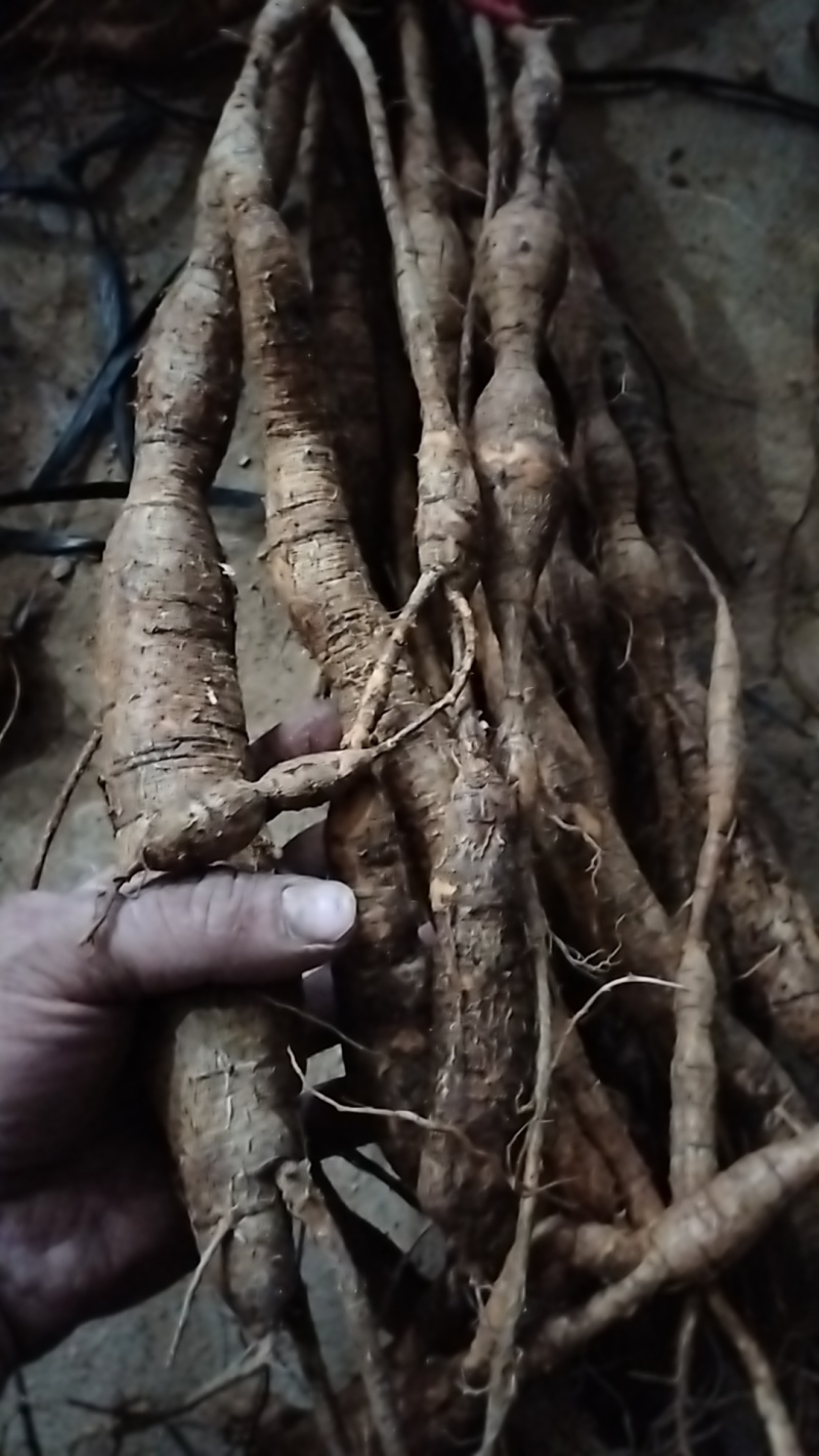 野生牛大力黑牛又老又甜，泡酒**选择。牛大力挖呀挖呀挖。