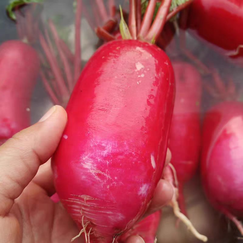 徐科抗热大地红萝卜种子杂交耐热抗病速生高产春秋播种蔬菜种