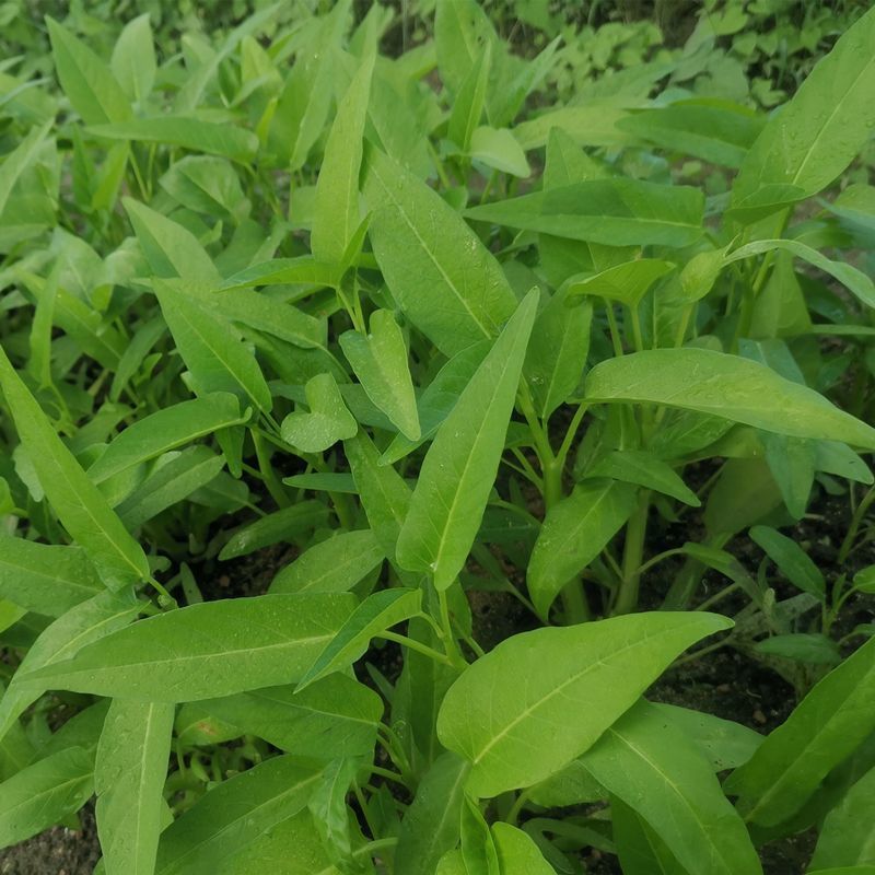原装新优三叉空心菜种子生长快速产量高适应性广四季蔬菜
