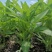 原装新优三叉空心菜种子生长快速产量高适应性广四季蔬菜