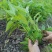 原装新优三叉空心菜种子生长快速产量高适应性广四季蔬菜