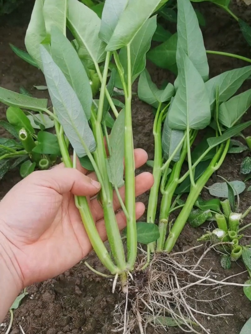 原装新优三叉空心菜种子生长快速产量高适应性广四季蔬菜