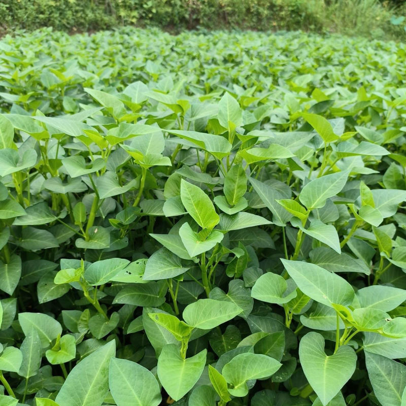 原装新优三叉空心菜种子生长快速产量高适应性广四季蔬菜