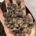 猫爪草
