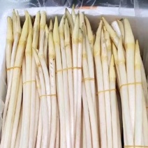 湖南衡阳产地直供现采新鲜藕尖当天发货