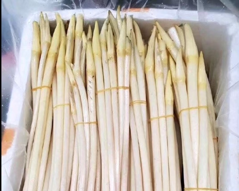 湖南衡阳产地直供现采新鲜藕尖当天发货