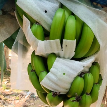 香蕉