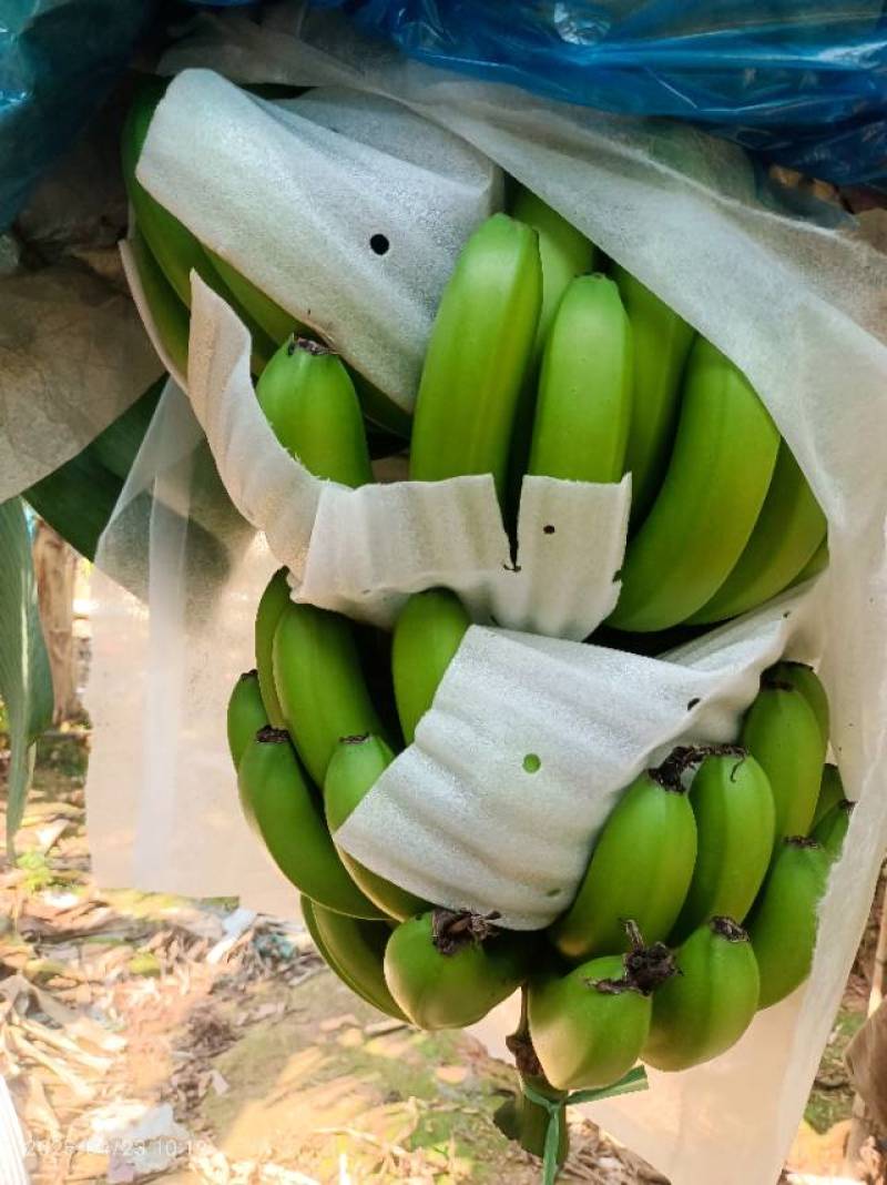 香蕉