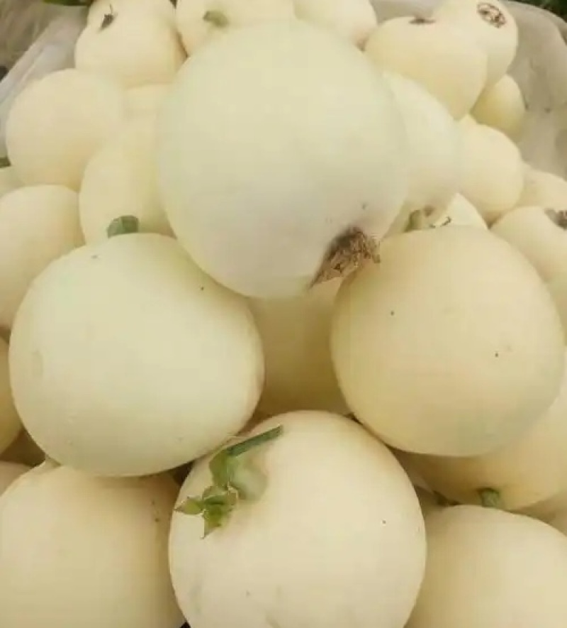 白沙蜜甜瓜&伊丽莎白香瓜/小白甜瓜/砀山白沙蜜/现货供应