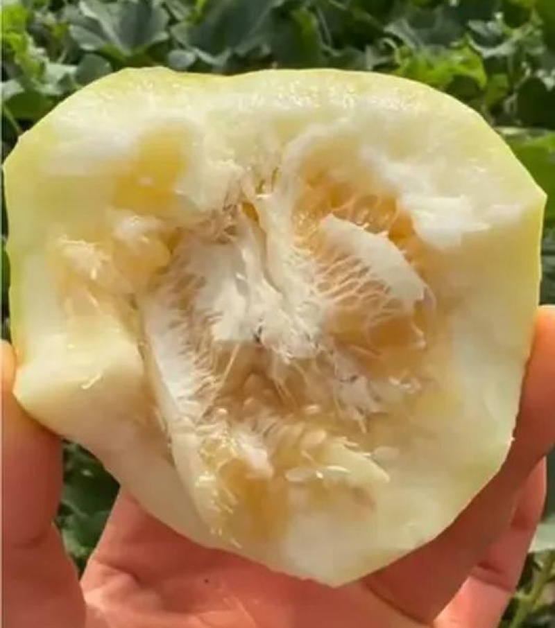 白沙蜜甜瓜&伊丽莎白香瓜/小白甜瓜/砀山白沙蜜/现货供应