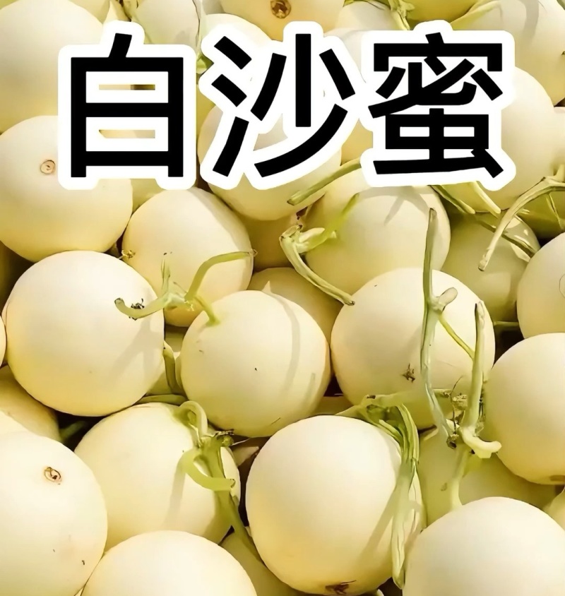 白沙蜜甜瓜&伊丽莎白香瓜/小白甜瓜/砀山白沙蜜/现货供应
