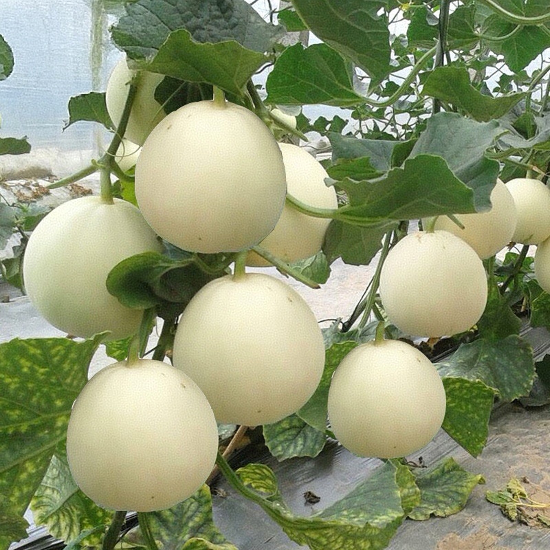 白沙蜜甜瓜&伊丽莎白香瓜/小白甜瓜/砀山白沙蜜/现货供应