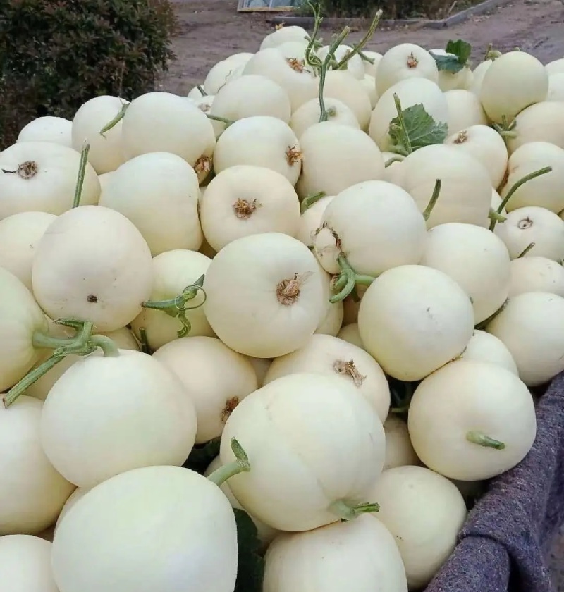 白沙蜜甜瓜&伊丽莎白香瓜/小白甜瓜/砀山白沙蜜/现货供应