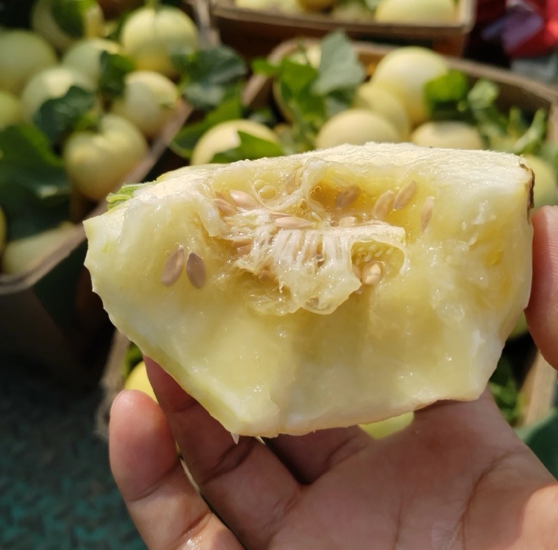 白沙蜜甜瓜&伊丽莎白香瓜/小白甜瓜/砀山白沙蜜/现货供应