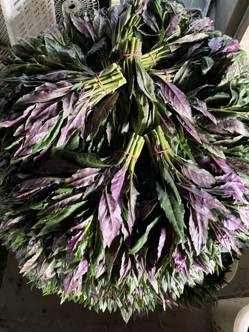 精品血皮菜紫背天葵观音菜