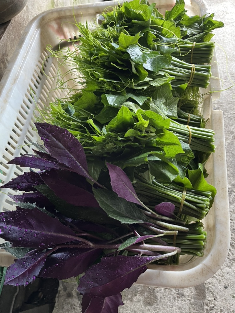 精品血皮菜紫背天葵观音菜