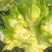 儿菜娃娃菜/砀山基地大量上市/安徽儿菜/价格便宜全国发货