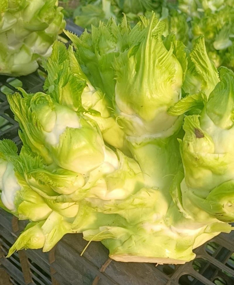 儿菜娃娃菜/砀山基地大量上市/安徽儿菜/价格便宜全国发货