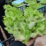 儿菜娃娃菜/砀山基地大量上市/安徽儿菜/价格便宜全国发货