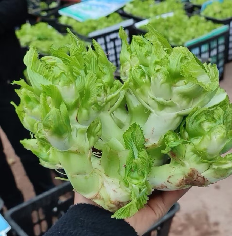 儿菜娃娃菜/砀山基地大量上市/安徽儿菜/价格便宜全国发货