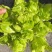 儿菜娃娃菜/砀山基地大量上市/安徽儿菜/价格便宜全国发货