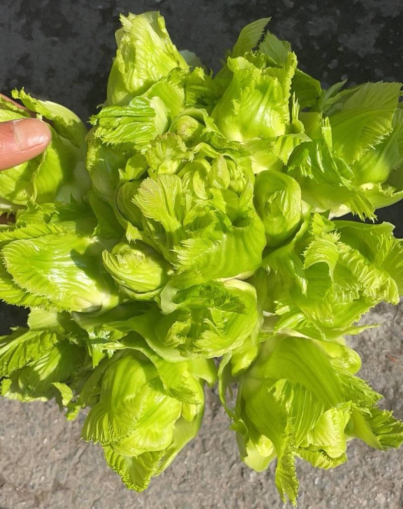 儿菜娃娃菜/砀山基地大量上市/安徽儿菜/价格便宜全国发货