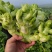 儿菜娃娃菜/砀山基地大量上市/安徽儿菜/价格便宜全国发货