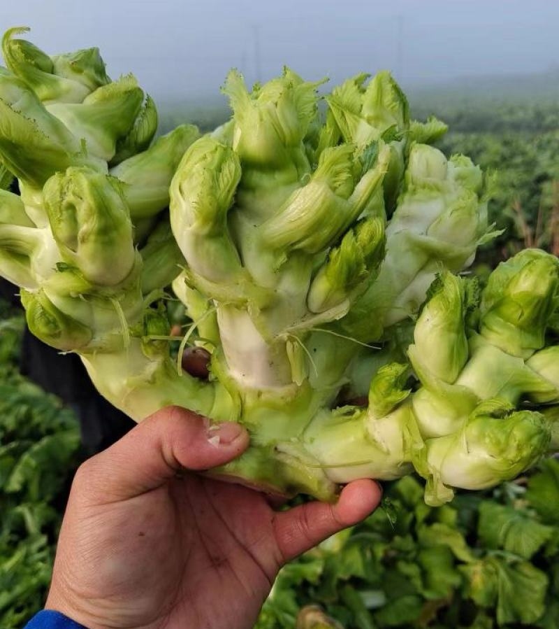 儿菜娃娃菜/砀山基地大量上市/安徽儿菜/价格便宜全国发货