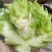 儿菜娃娃菜/砀山基地大量上市/安徽儿菜/价格便宜全国发货