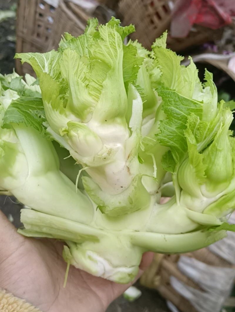 儿菜娃娃菜/砀山基地大量上市/安徽儿菜/价格便宜全国发货