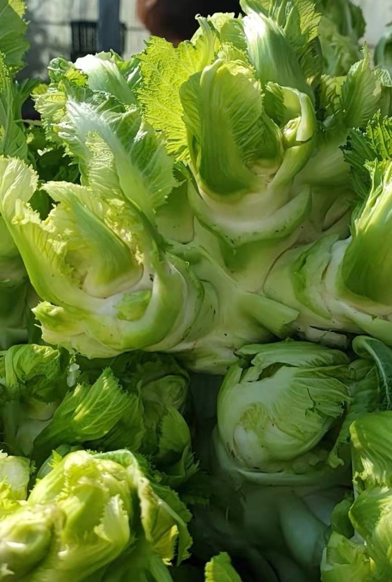 儿菜娃娃菜/砀山基地大量上市/安徽儿菜/价格便宜全国发货