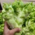 儿菜娃娃菜/砀山基地大量上市/安徽儿菜/价格便宜全国发货
