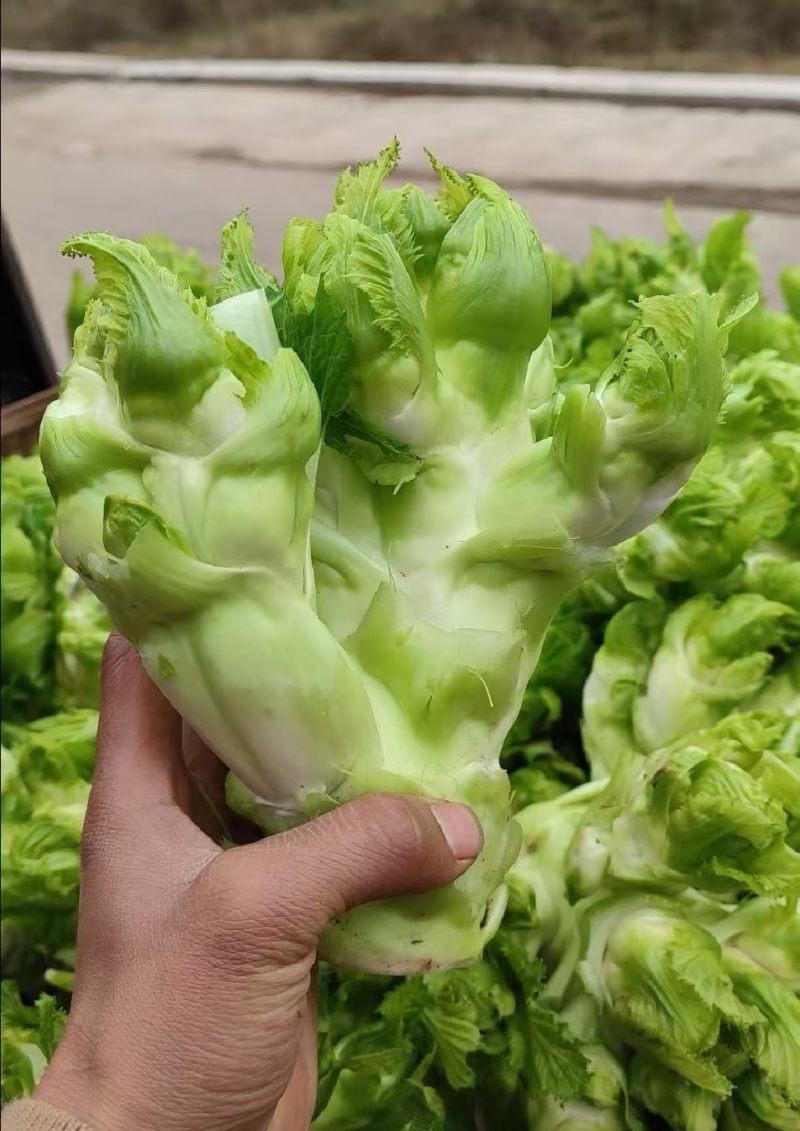 儿菜娃娃菜/砀山基地大量上市/安徽儿菜/价格便宜全国发货
