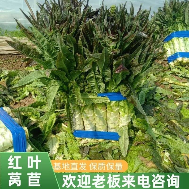 红叶香莴笋/红莴笋安徽砀山基地直供量大从优欢迎来电
