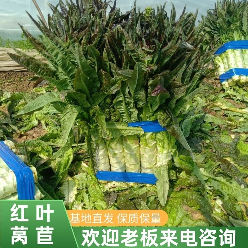 红叶香莴笋/红莴笋安徽砀山基地直供量大从优欢迎来电