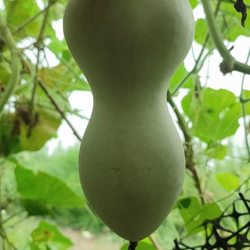 本长鸡心葫芦