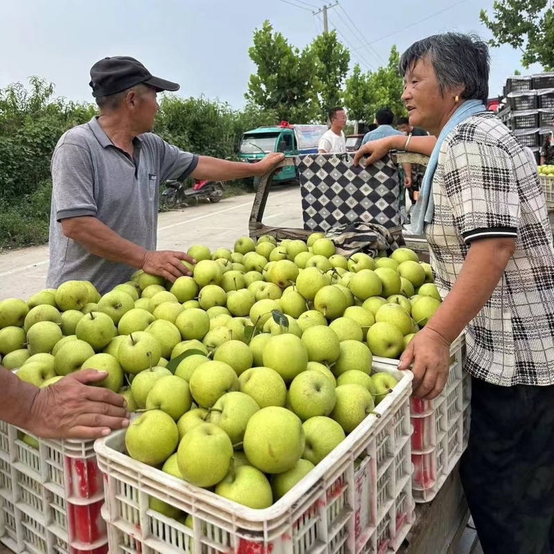 青皇冠梨&砀山皇冠梨/基地大量供应/规格全价格低全国代发